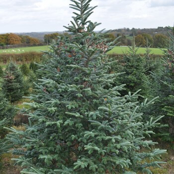 Fraser Fir Christmas Trees for sale