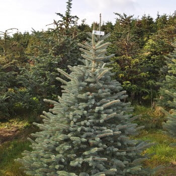 Blue Spruce Christmas Tree