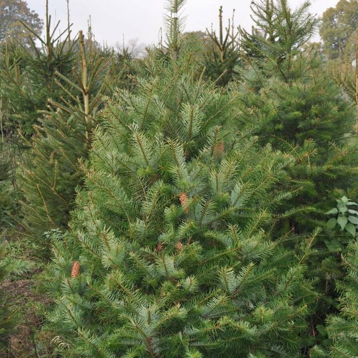douglas fir christmas tree send me a christmas tree douglas fir christmas tree send me a christmas tree