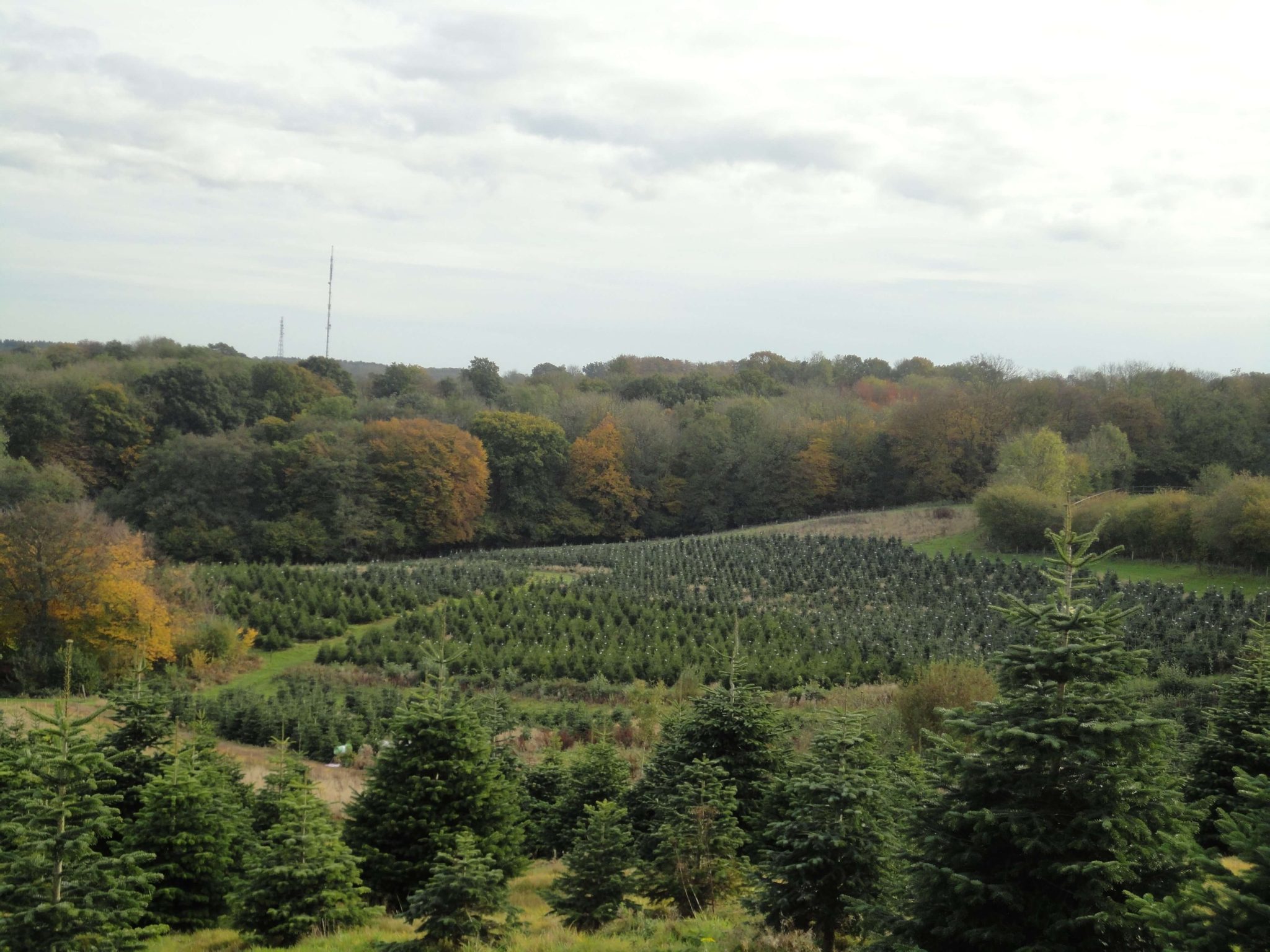 Real Christmas Trees For Sale Online and Delivered Send Me a