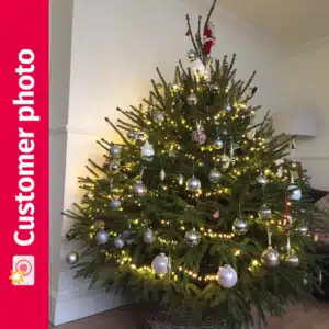 Sarah's Norway Spruce