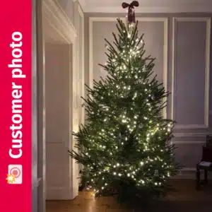 Lizzie's Norway Spruce