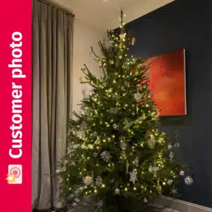Decorated Norway Spruce