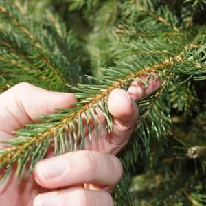 Norway Spruce needles
