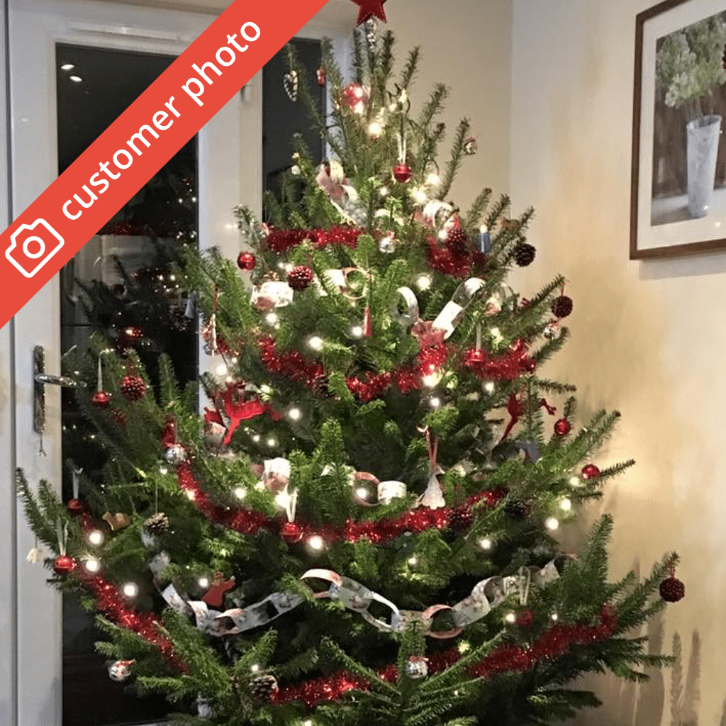 buy norway spruce christmas trees online send me a buy norway spruce christmas trees online send me a
