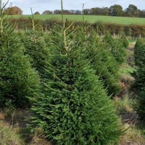 Norway Spruce - Image 2