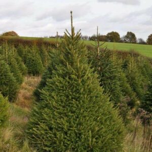 Norway Spruce