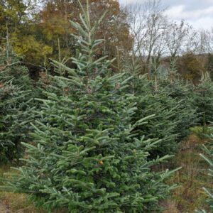 Fraser Fir Christmas Tree