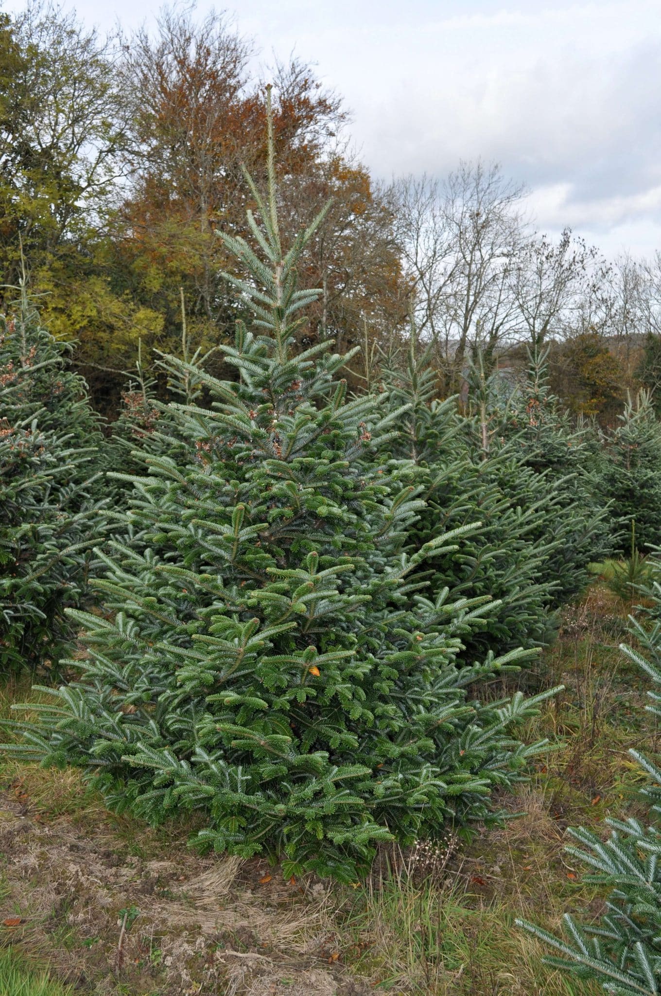 Fraser Fir Christmas Trees For Sale SendMeAChristmasTree