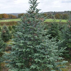 Fraser Fir Christmas Trees for sale
