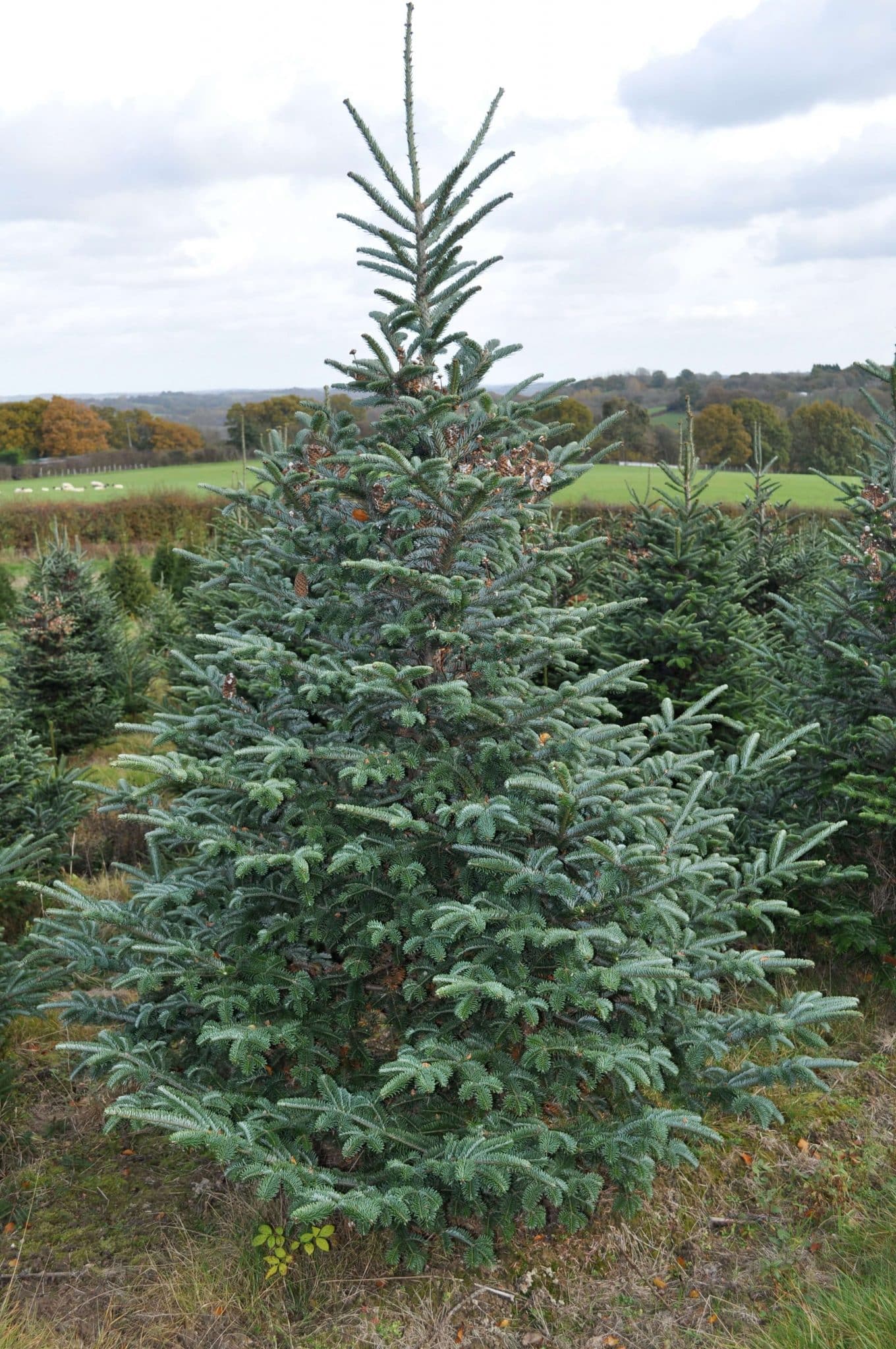 fraser fir christmas trees