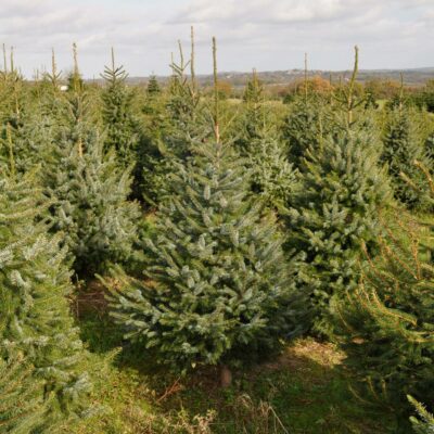 freshly cut blue spruce send me a christmas tree freshly cut blue spruce send me a christmas tree
