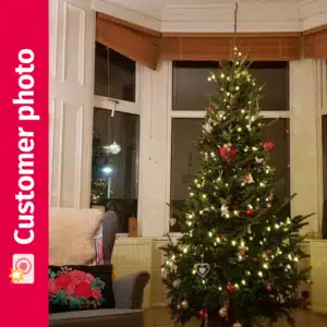 Meg's Fraser Fir