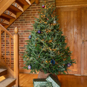 Fraser Fir