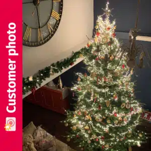 Liz's Fraser Fir
