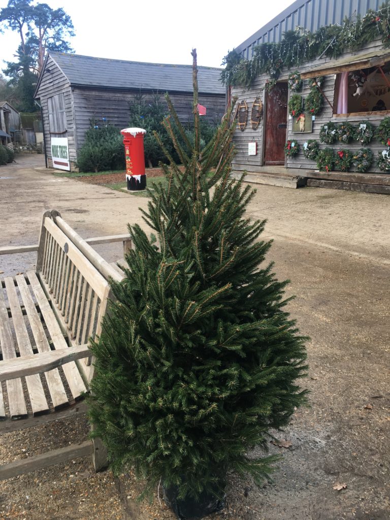 PotGrown Fraser Fir Send Me A Christmas Tree