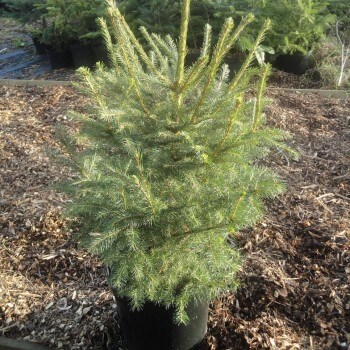 pot grown christmas trees for sale send me a christmas tree pot grown christmas trees for sale send me a christmas tree