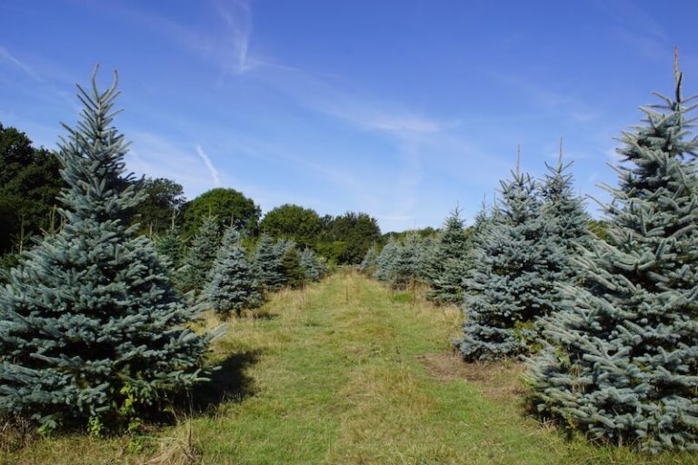 Fresh Cut Blue Spruce Christmas Trees Free Delivery