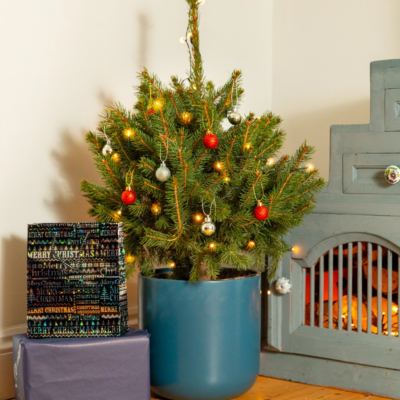 Pot Grown Blue Spruce Christmas Tree