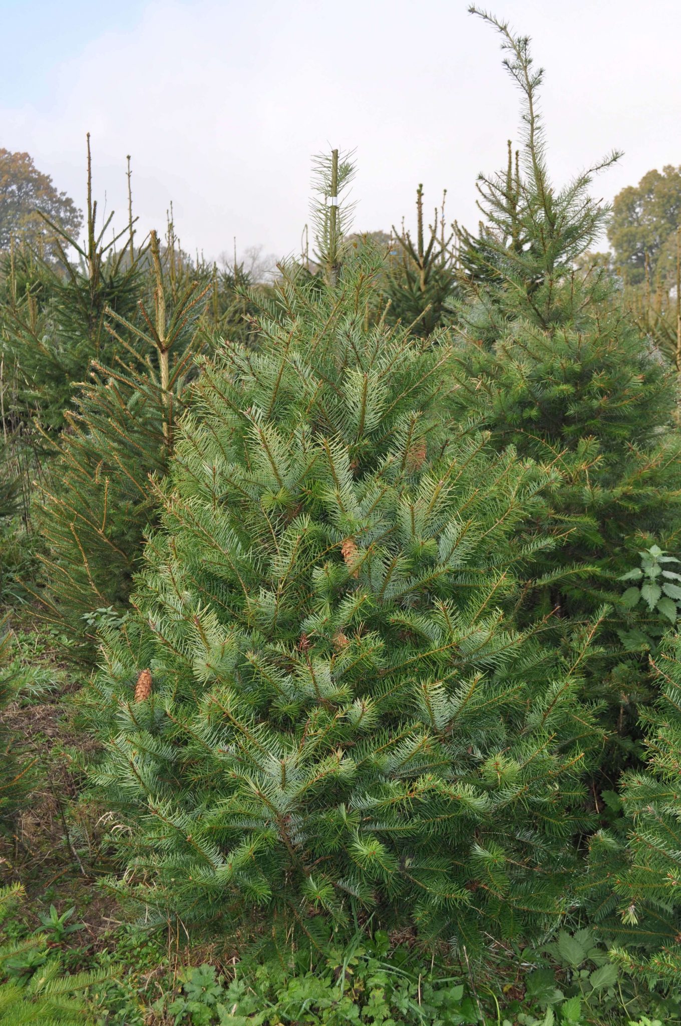 doug fir seedlings