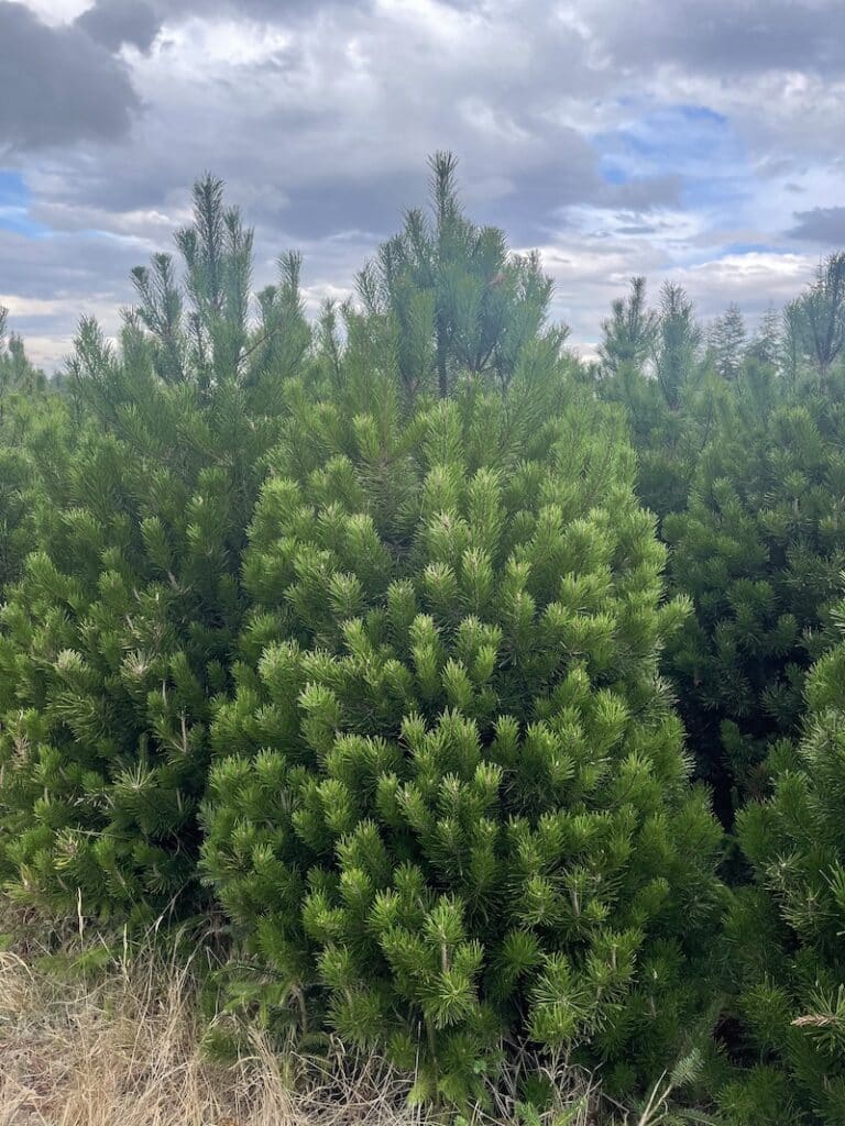 Lodgepole Pine Christmas Trees Send Me a Christmas Tree