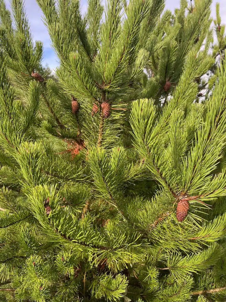 Lodgepole Pine Christmas Trees Send Me a Christmas Tree