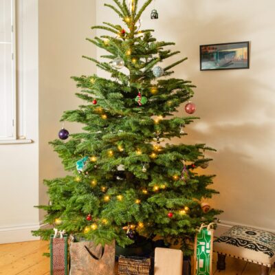 Noble Fir Christmas Tree