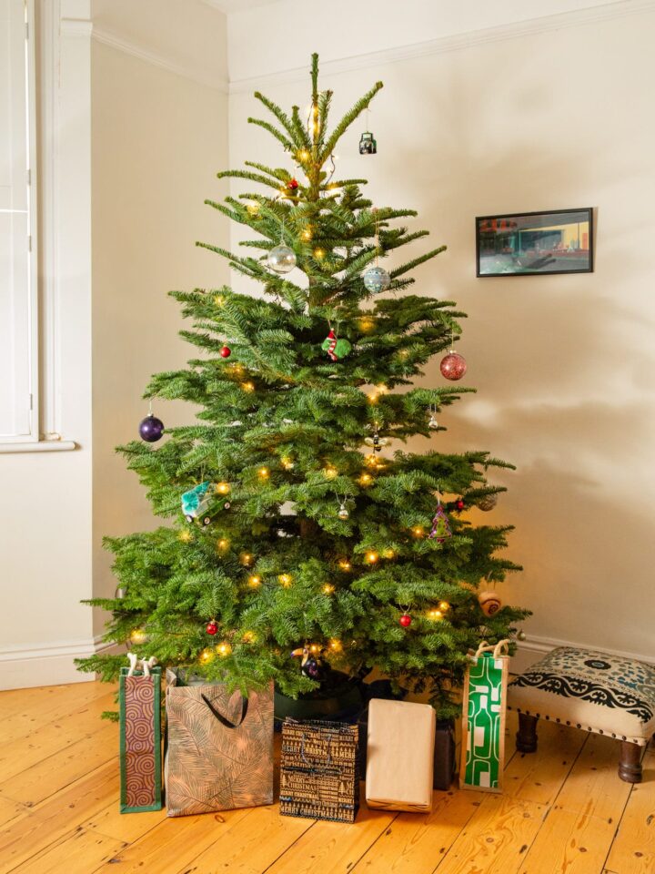 Noble Fir Christmas Tree